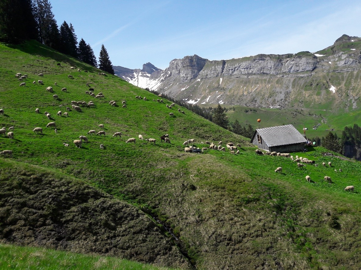 alp fläschen