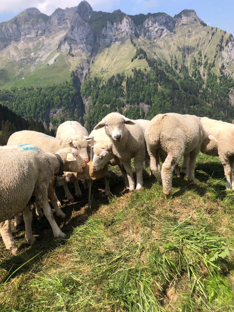 Schafe am Leckstein
