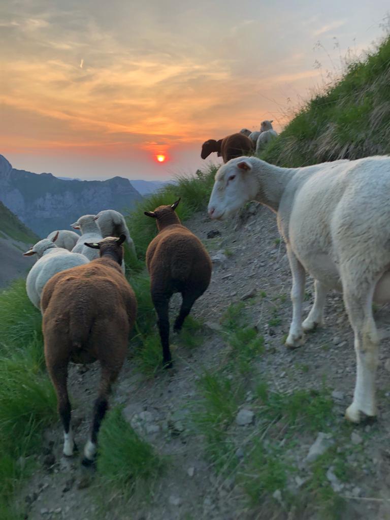 Schafe auf der Alp